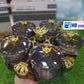 Acrylic 5 Portion Rotatable Set
